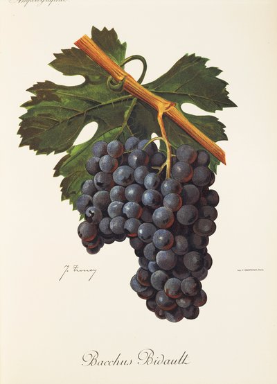 Uva Bacchus Bidault de J. Troncy de Jules Troncy