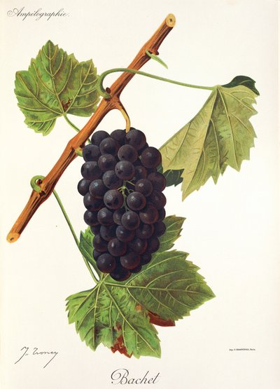 Uva Bachet de J. Troncy de Jules Troncy