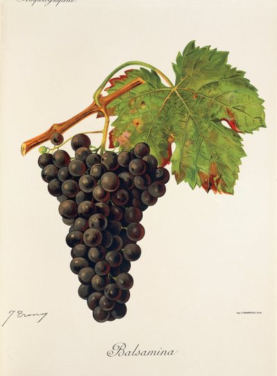 Uva balsamina de J. Troncy de Jules Troncy