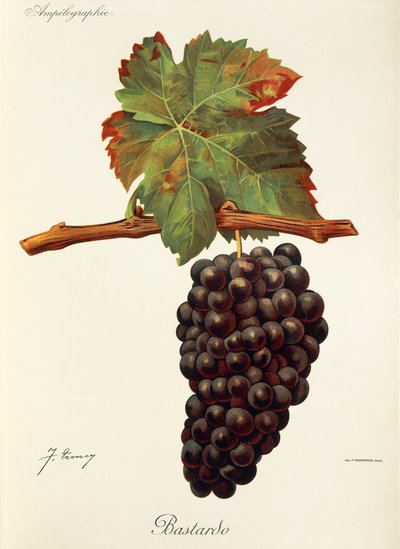 Uva Bastardo de J. Troncy de Jules Troncy