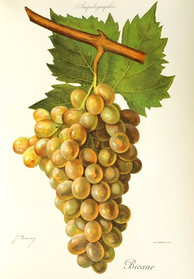Uva Bicane de J. Troncy de Jules Troncy