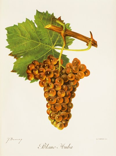 Uva Blanc Auba de J. Troncy de Jules Troncy