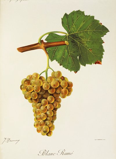 Uva "Blanc Rame" de J. Troncy de Jules Troncy