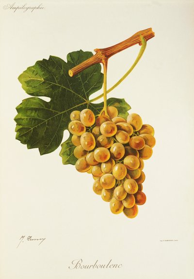 Uva Bourboulenc de J. Troncy de Jules Troncy