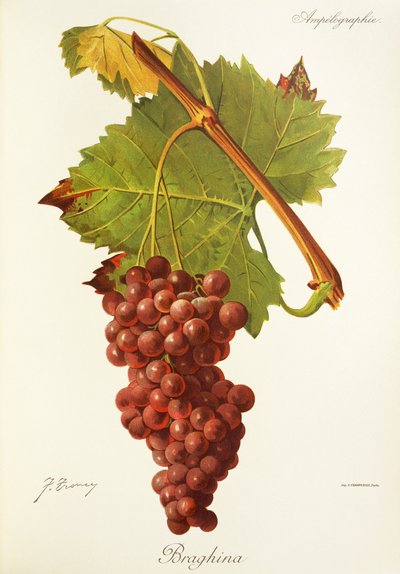 Uva Braghina de J. Troncy de Jules Troncy