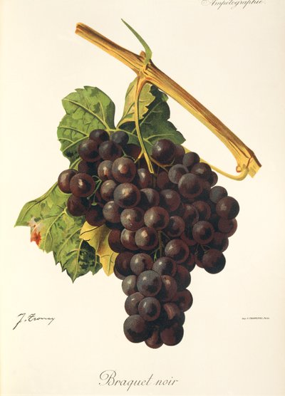Uva Braquet Noir de J. Troncy de Jules Troncy