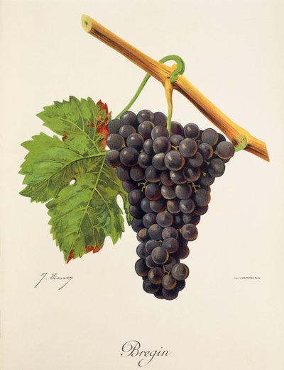 Uva Bregin de J. Troncy de Jules Troncy
