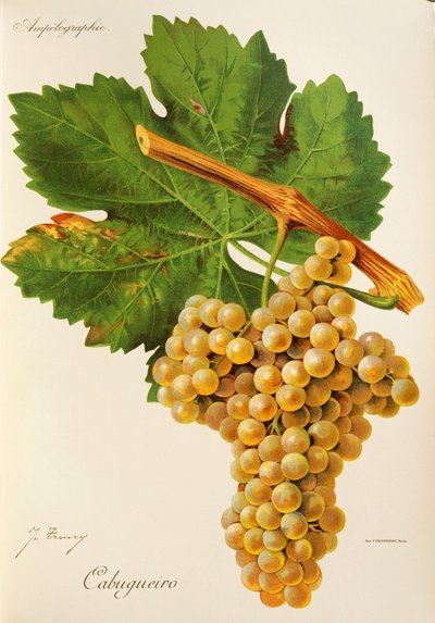 Uva Cabugueiro por J. Troncy de Jules Troncy