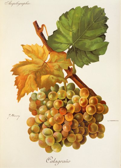 Uva Calagrano por J. Troncy de Jules Troncy
