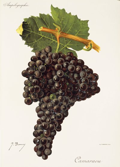 Uva Camaraou por J. Troncy de Jules Troncy