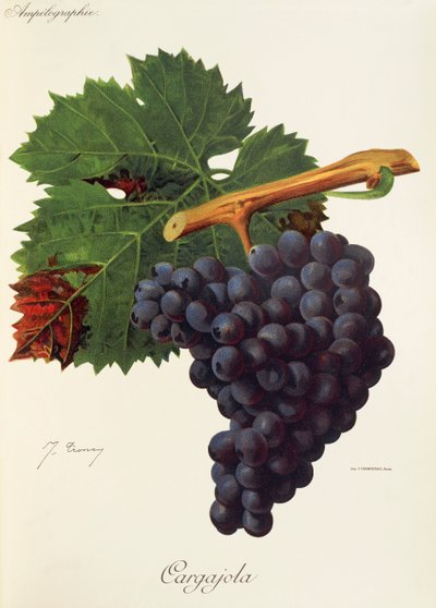 Uva Cargajola por J. Troncy de Jules Troncy