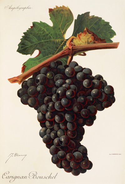 Uva Carigna-Bouschet por J. Troncy de Jules Troncy