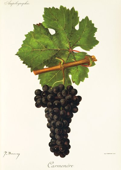 Uva Carmenere por J. Troncy de Jules Troncy