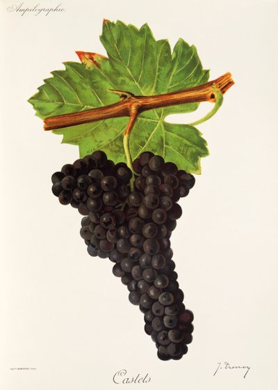 Uva de Castets por J. Troncy de Jules Troncy