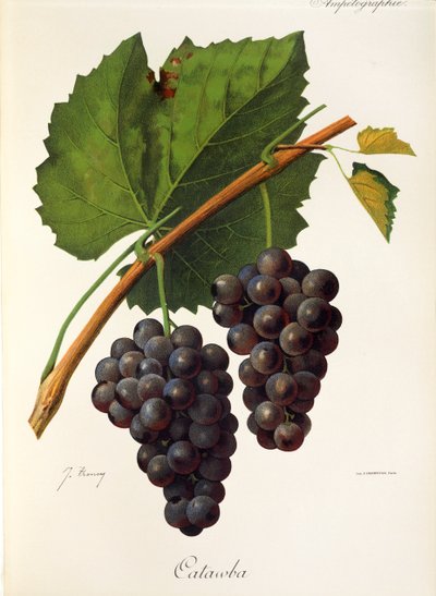 Uva Catawba por J. Troncy de Jules Troncy