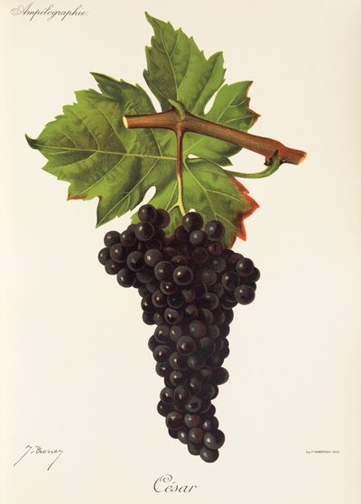 Uva Cesar por J. Troncy de Jules Troncy