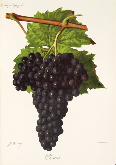 Uva Chatus de J. Troncy de Jules Troncy