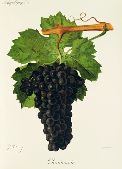 Uva Chenin Noir por J. Troncy de Jules Troncy