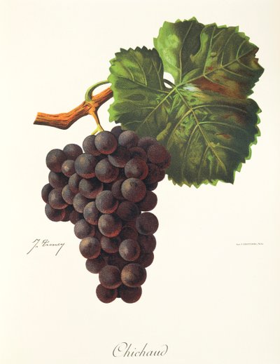 Uva Chichaud por J. Troncy de Jules Troncy