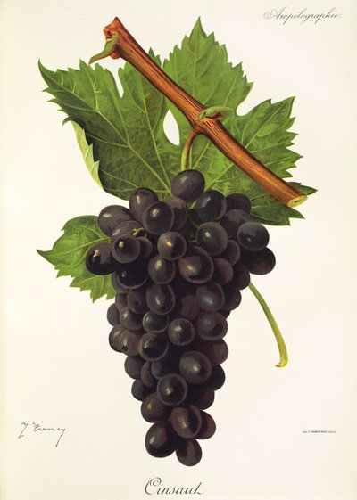 Uva Cinsaut por J. Troncy de Jules Troncy
