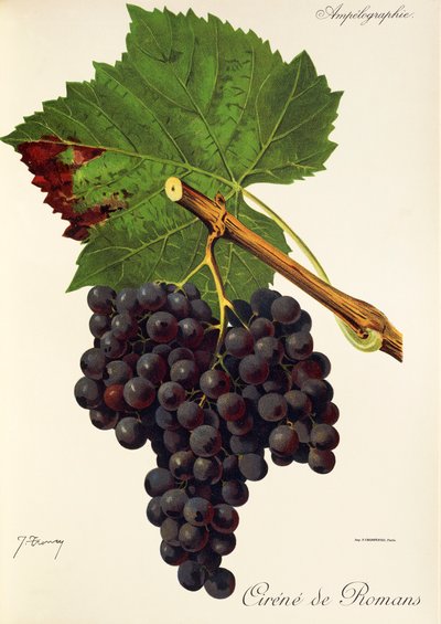 Uva Cirene de Romans por J. Troncy de Jules Troncy