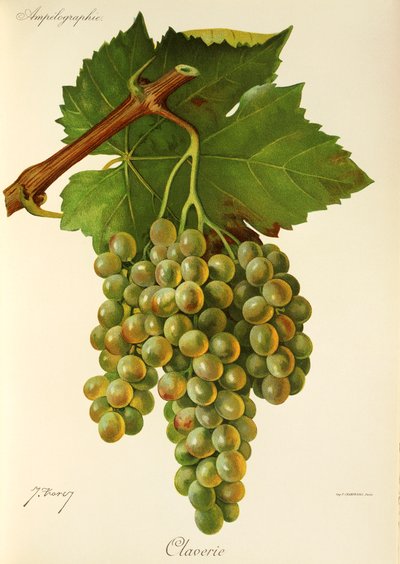 Uva Claverie de J. Troncy de Jules Troncy