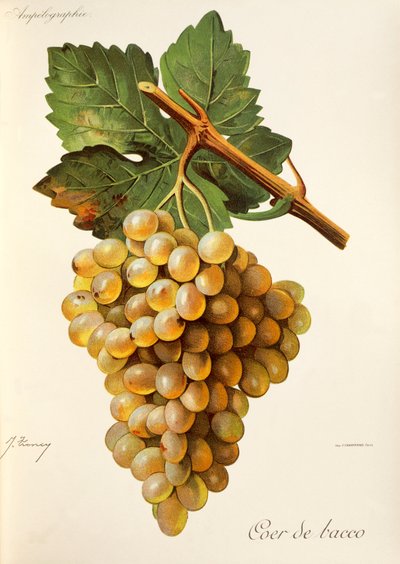 Uva Coer de Bacco de J. Troncy de Jules Troncy