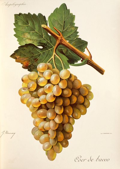Uva Coer de Bacco, del Traite General de Viticulture. Ampelographie de Jules Troncy