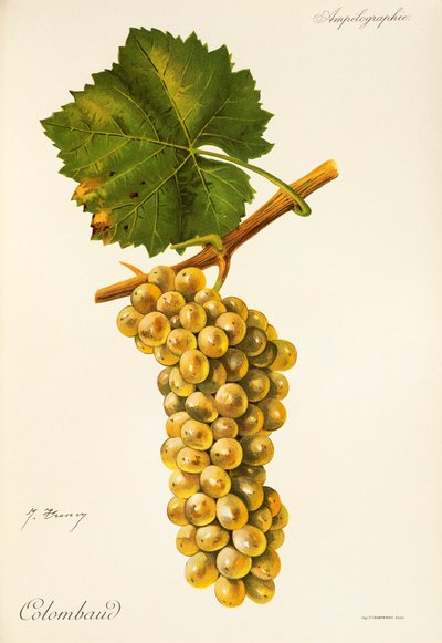 Uva Colombaud de J. Troncy de Jules Troncy