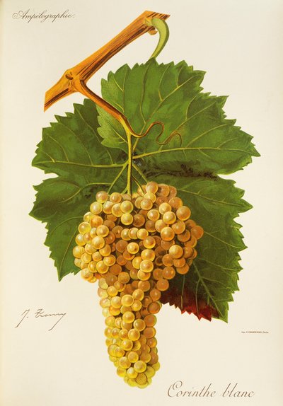 Uva Corinthe Blanc de J. Troncy de Jules Troncy
