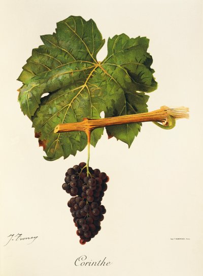 La uva Corinthe por J. Troncy de Jules Troncy