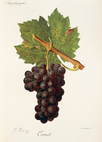 Uva Cornet de J. Troncy de Jules Troncy