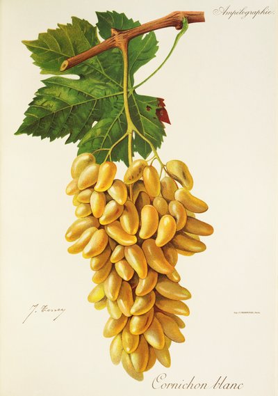 Uva Cornichon Blanc por J. Troncy de Jules Troncy