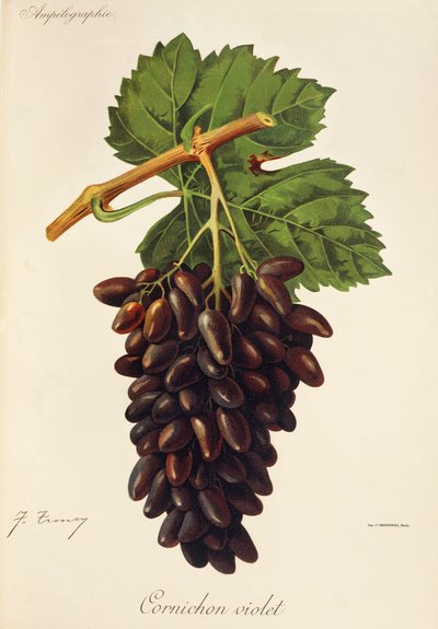 Uva Cornichon Violeta de J. Troncy de Jules Troncy