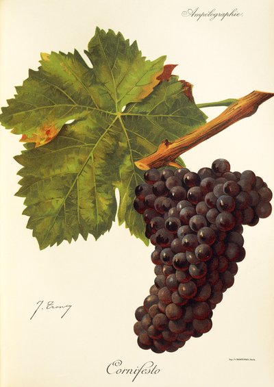 Uva Cornifesto de J. Troncy de Jules Troncy