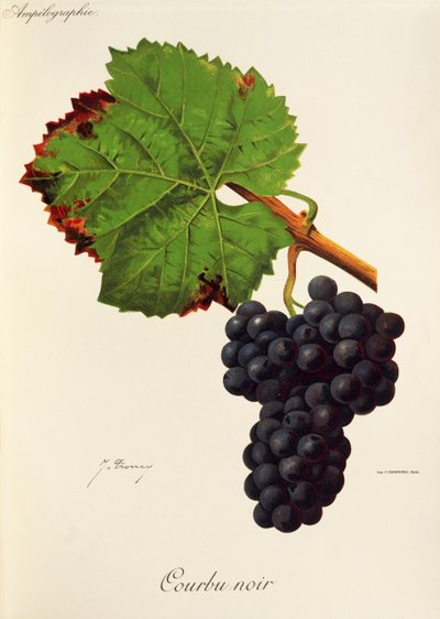 Uva Courbu Noir por J. Troncy de Jules Troncy