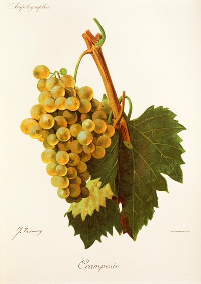 Uva Cramposie de J. Troncy de Jules Troncy