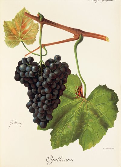 Uva Cynthiana por J. Troncy de Jules Troncy
