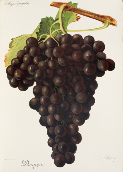 Uva Danugue por J. Troncy de Jules Troncy