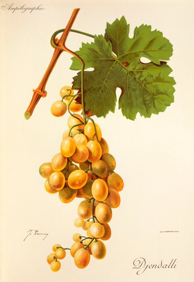 Uva Djendalli por J. Troncy de Jules Troncy