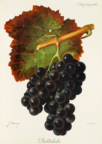 Uva Drodelabi por J. Troncy de Jules Troncy