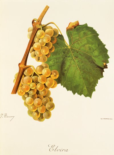 Uva Elvira de J. Troncy de Jules Troncy
