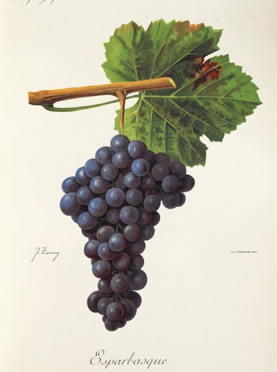 Esparbasque de J. Troncy de Jules Troncy
