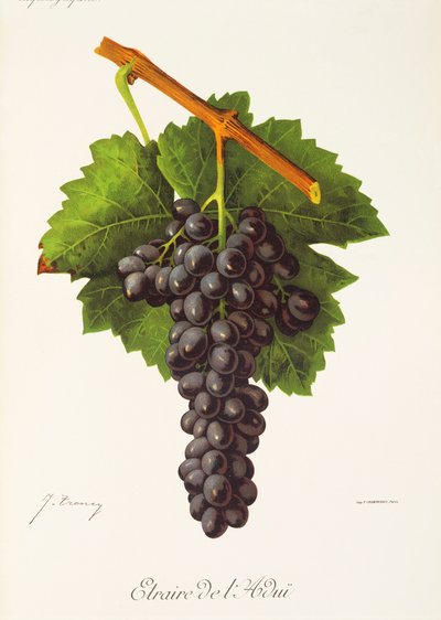 Uva Etraire del