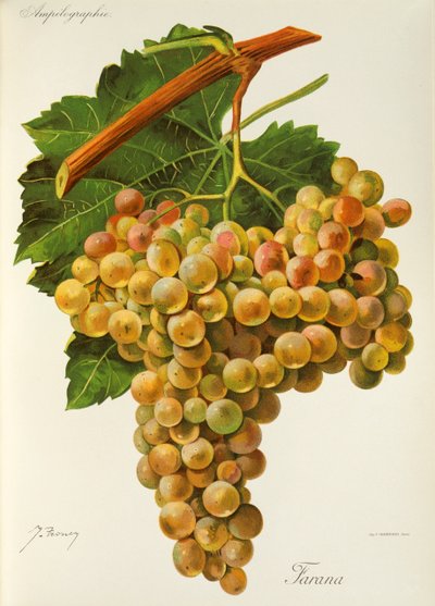 Uva Farana de J. Troncy de Jules Troncy