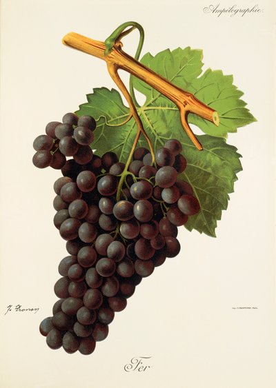 Uva Fer de J. Troncy de Jules Troncy