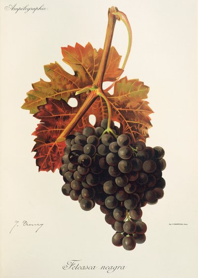 Uva negra Feteasca de J. Troncy de Jules Troncy