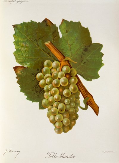 Uva Folle Blanche de J. Troncy de Jules Troncy