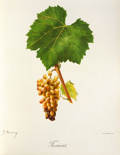 Uva Furmint por J. Troncy de Jules Troncy