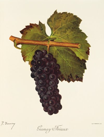 Uva Gamay Freaux por J. Troncy de Jules Troncy